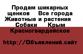 Продам шикарных щенков  - Все города Животные и растения » Собаки   . Крым,Красногвардейское